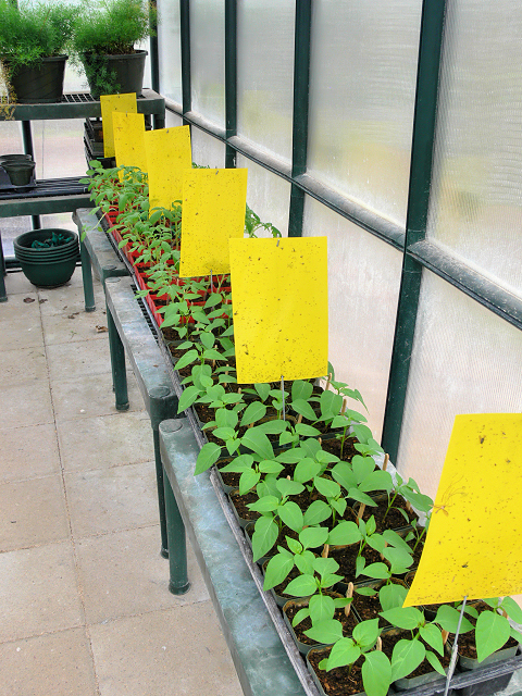 Seedlings_030917.jpg