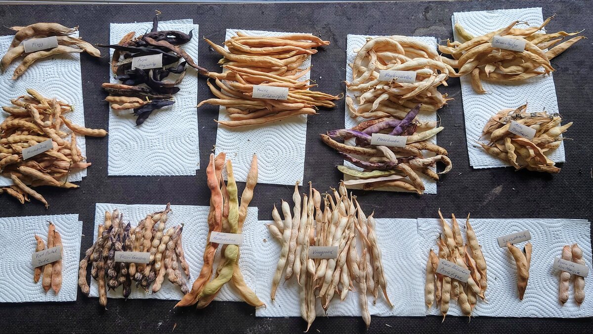 Seeds_August_2025.JPG
