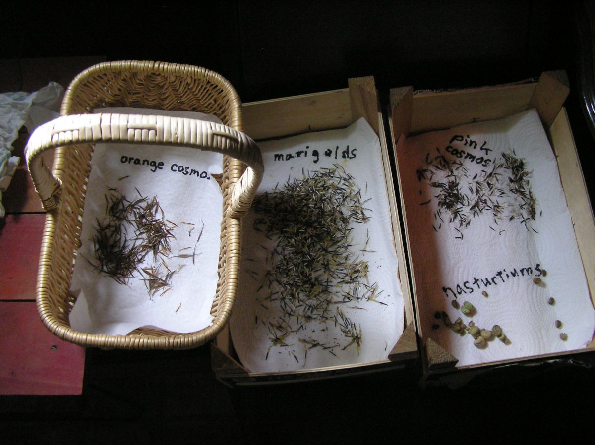 SeedsDrying.JPG