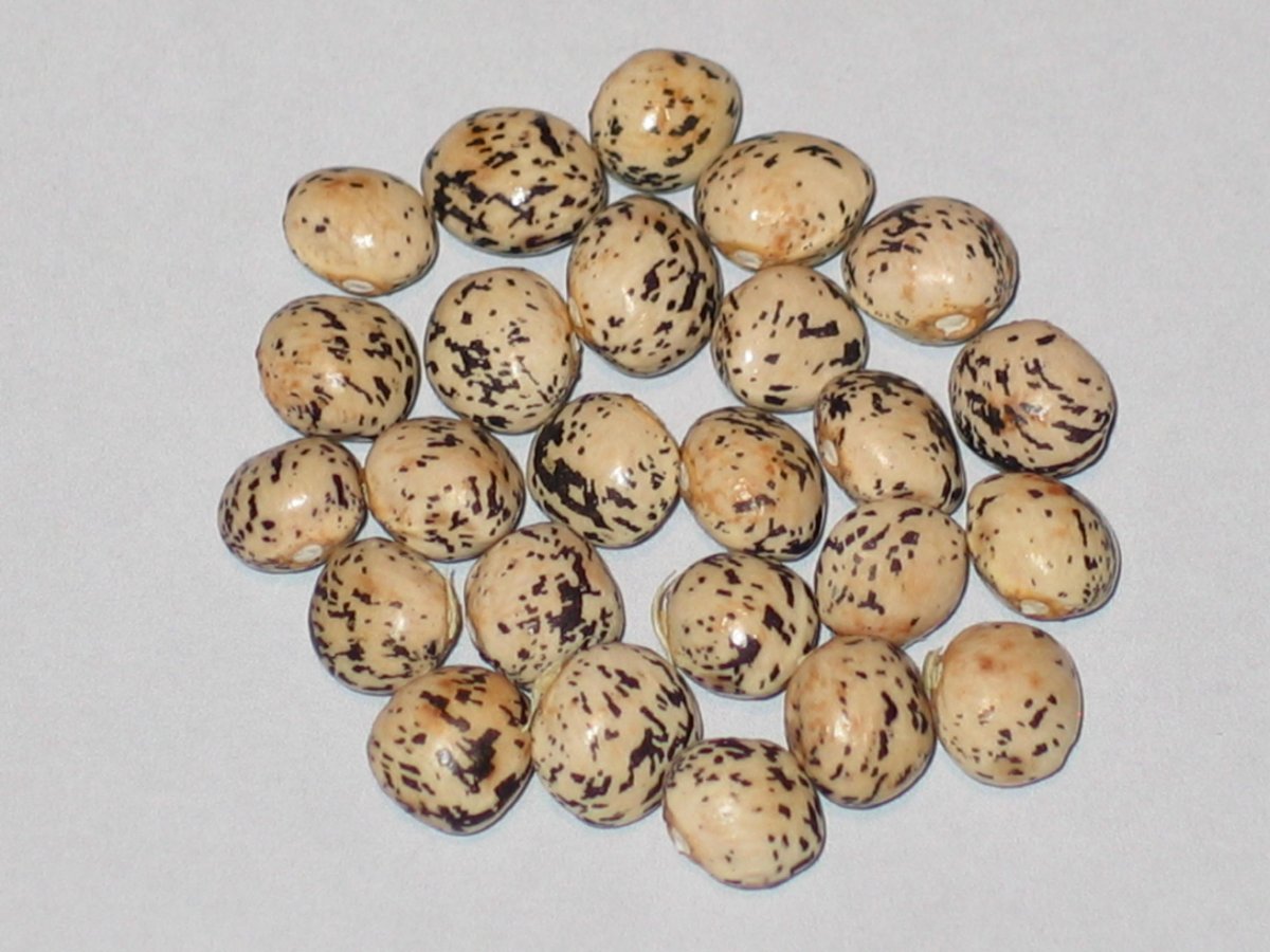 Seneca Bird Egg.JPG