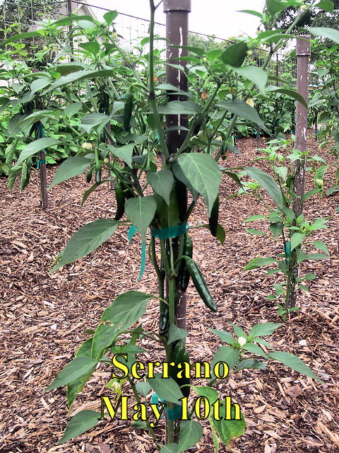 Serrano_051017.jpg