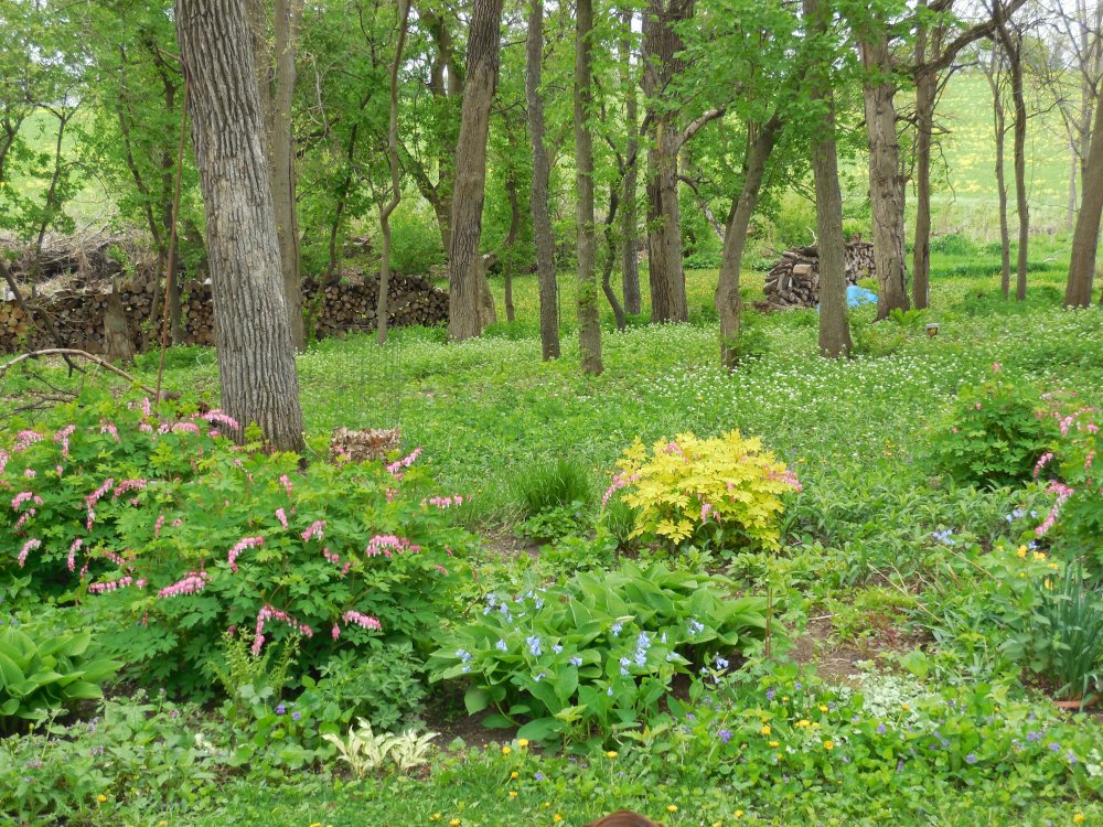 shady garden 2014.JPG