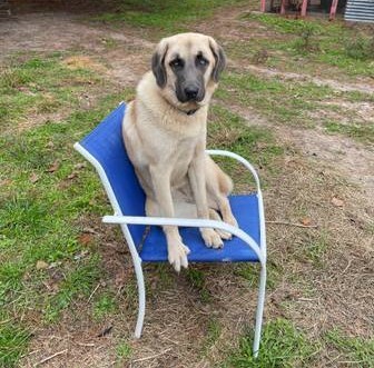 Sheba in chair (3).jpg