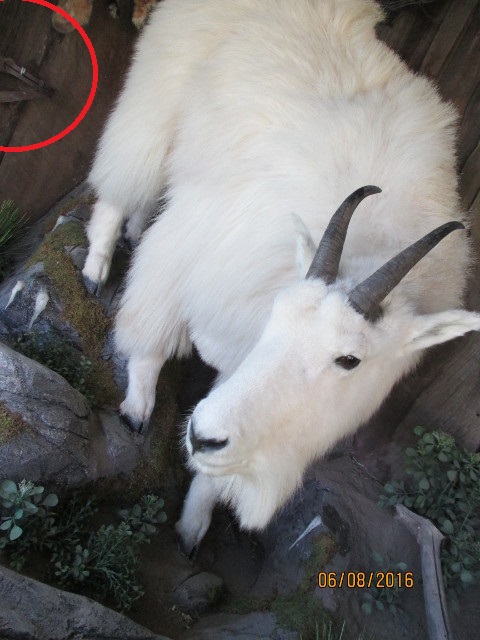 sheep.jpg