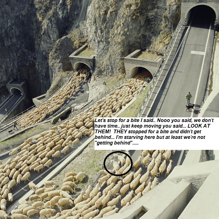 sheeptunle.jpg