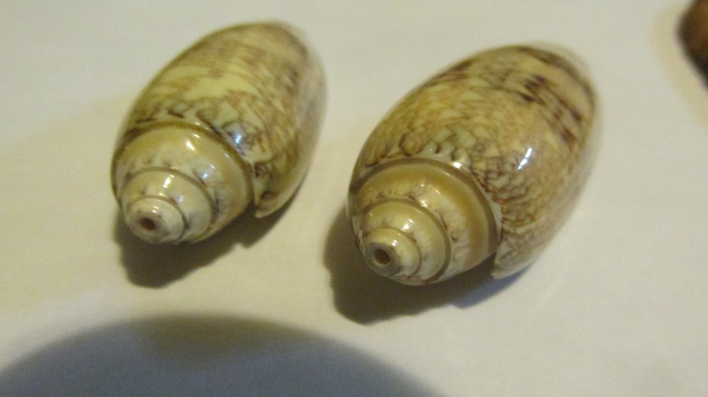 shell 014.JPG
