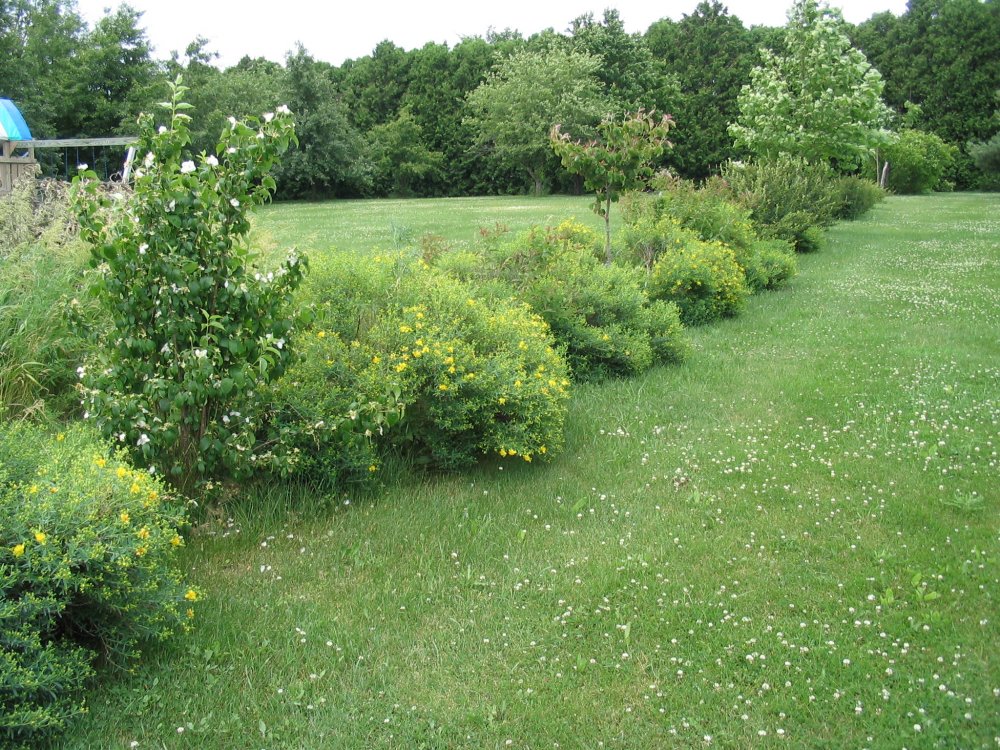 shrub row 2.JPG