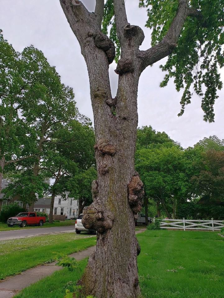 Sidney Gnarly tree, June, 2020, #4.jpg