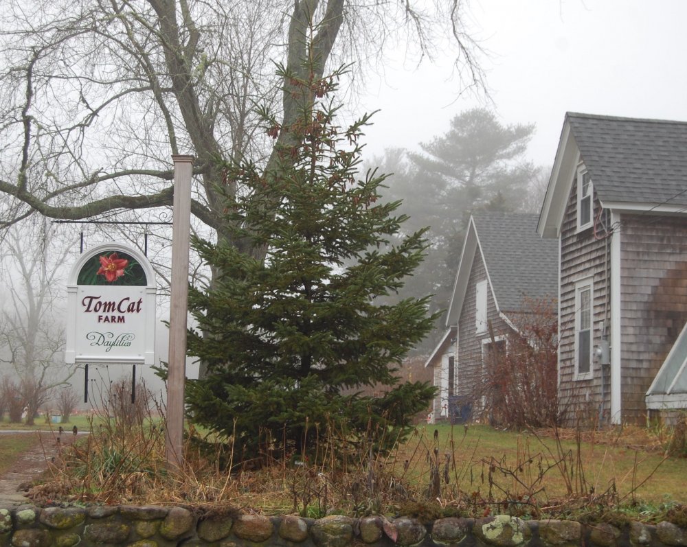 sign and tree.jpg