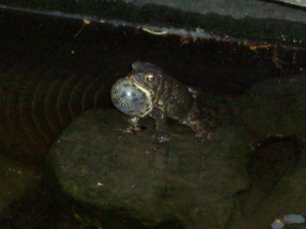 singingcourtinf toad.JPG