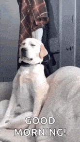 sleepy morning.gif