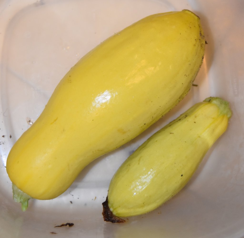 small yelllow quash.jpg