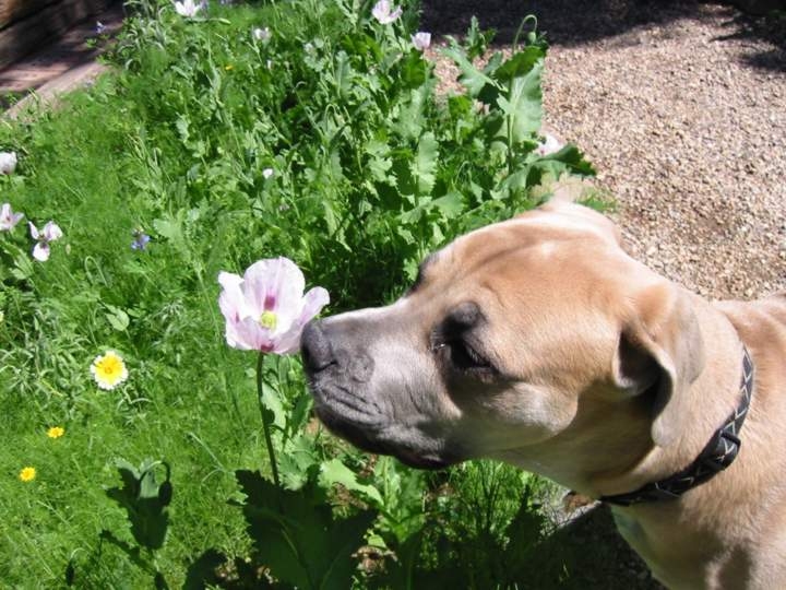 Smelling Flower email.JPG