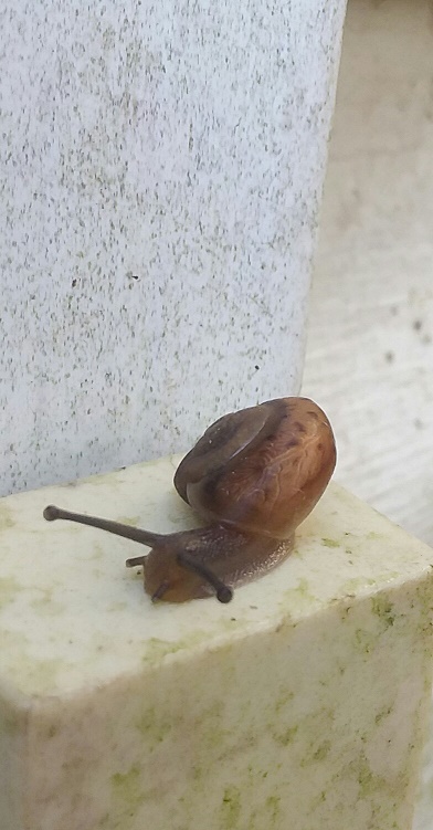 snail.jpg