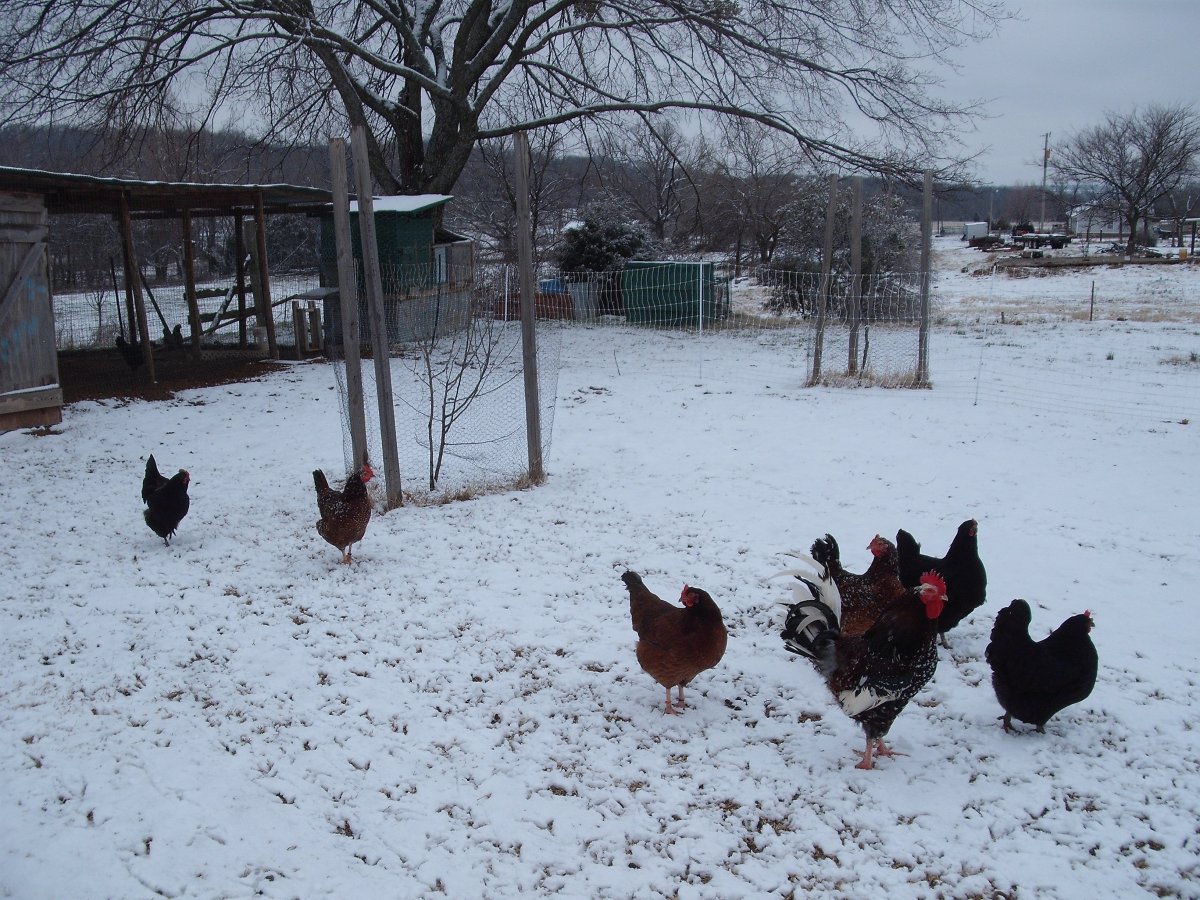 Snow Feb 2013.JPG