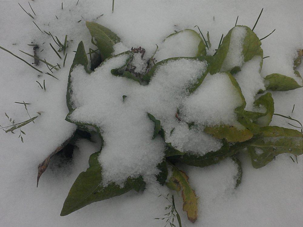snow lettuce.jpg