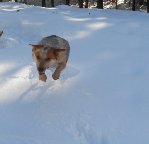 snowshoeing 2.11.14 008.JPG