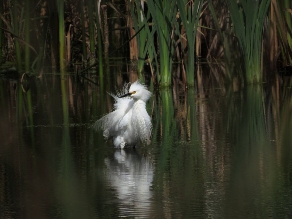 snowy egret 1 (small).JPG