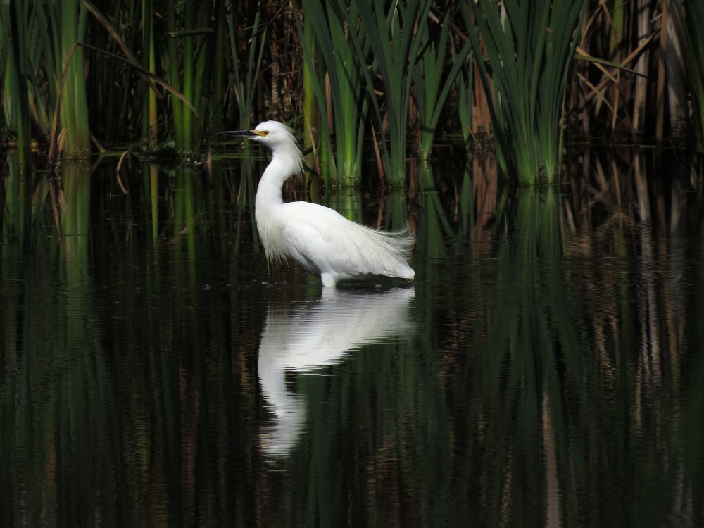 snowy egret 2 (small).JPG