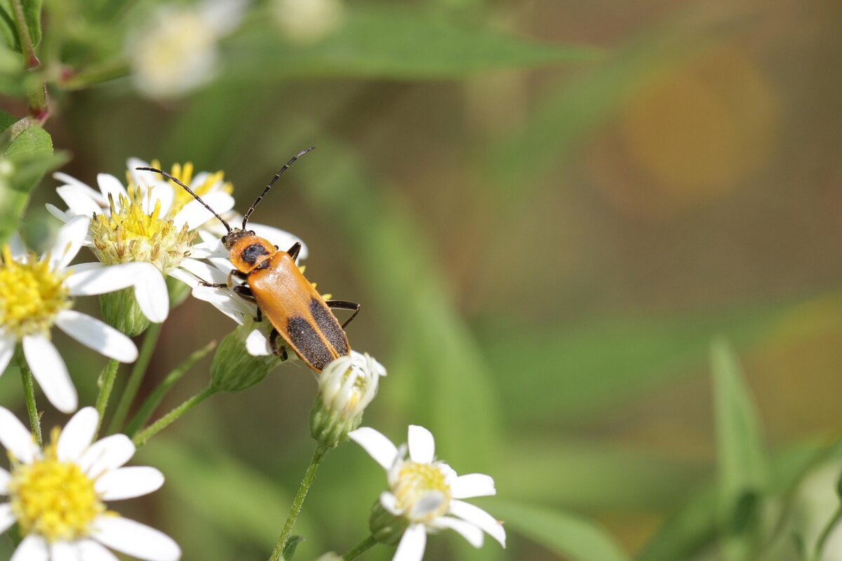 soldier-beetle-6561231_1280.jpg