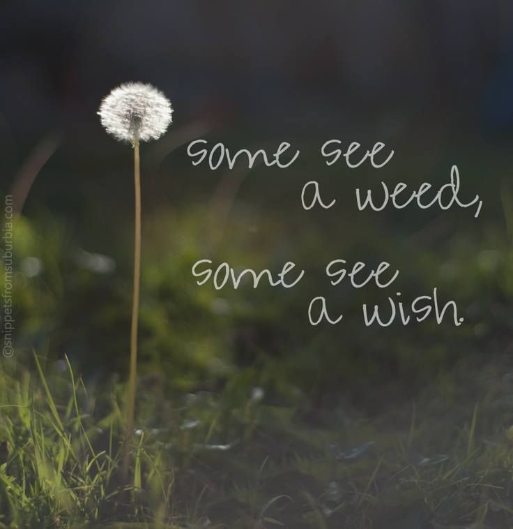 some see a weed some see a wish.jpg