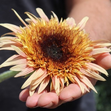 Sonnenblume-Astra-Rose-19.jpg