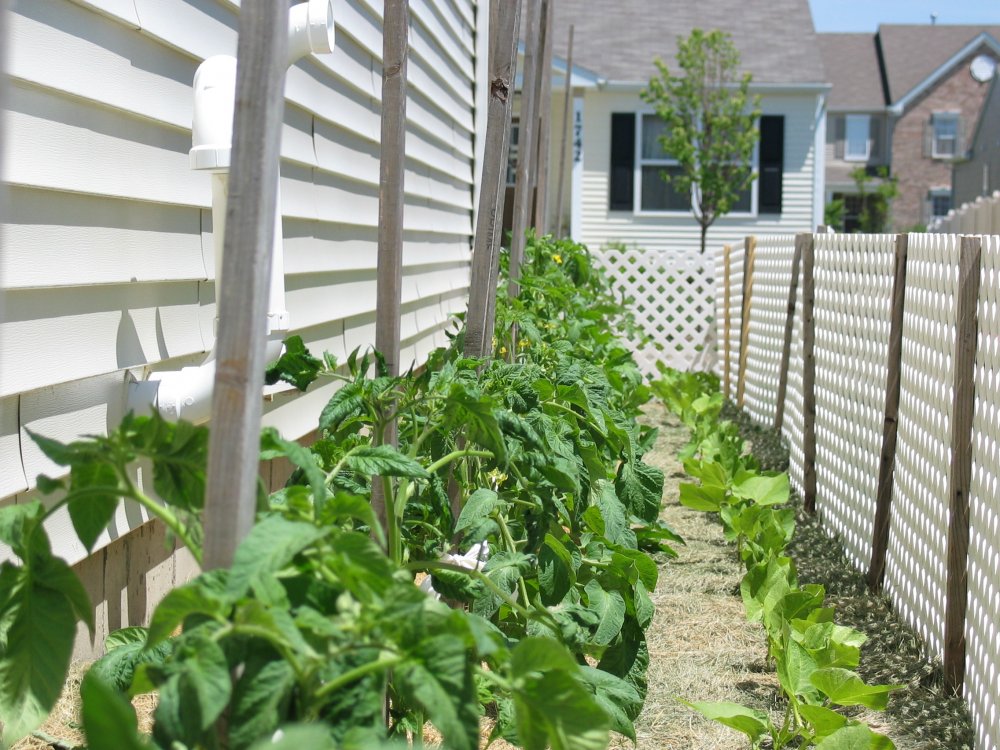South Bed Tomatoes.JPG