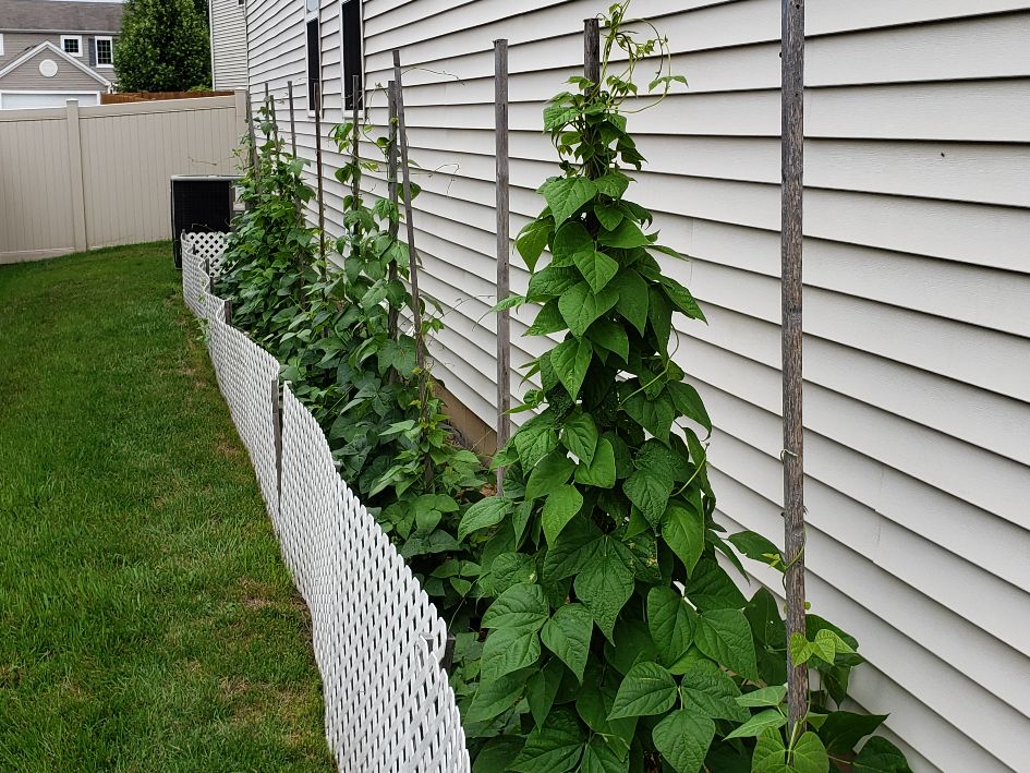 South Flowerbed 7-8-21.jpg