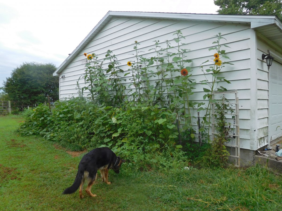 South garage bed 08-17-19, #1.jpg