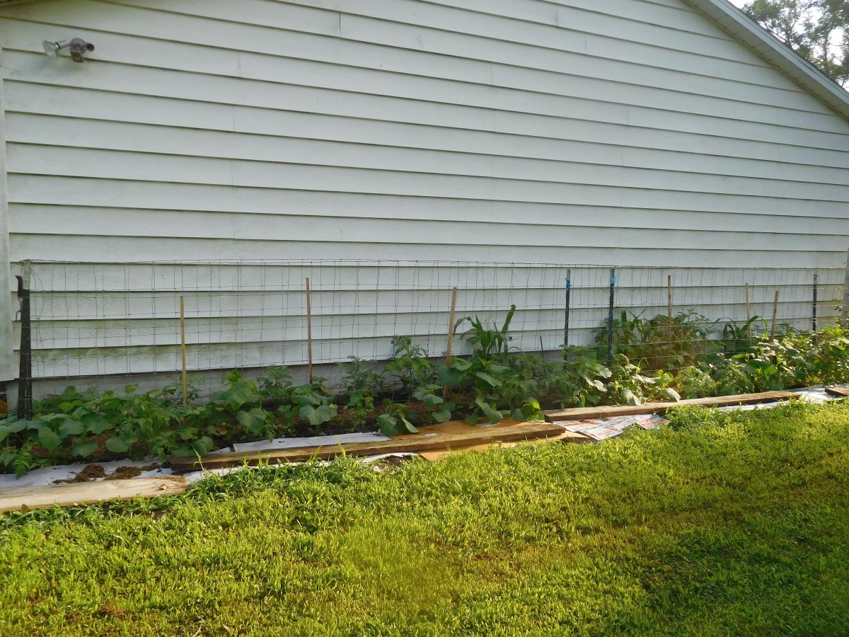South side of garage, tomatoes, cucumbers, 07-04-19.jpg