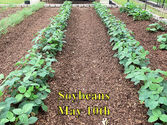 Soybeans_051017.jpg