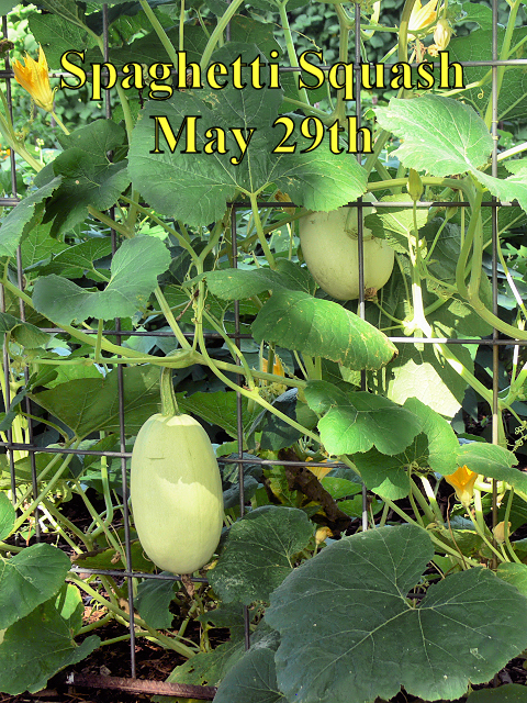 Spaghetti_Squash_052918.jpg
