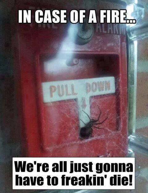 spider in fire alarm.jpg