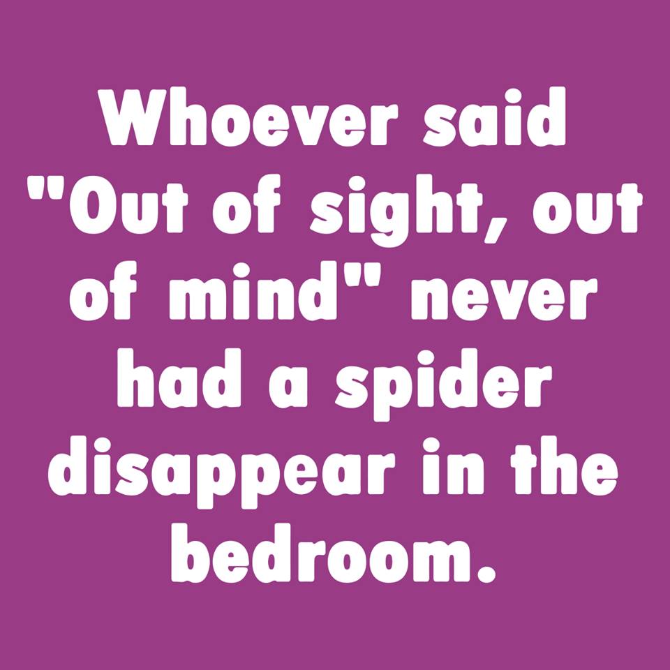 spider out of sight.jpg