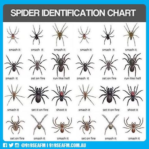 spiderguide.jpg