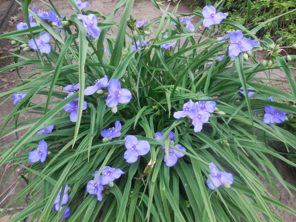 spiderwort.JPG