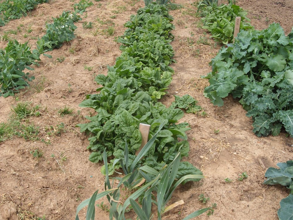 Spinach.JPG