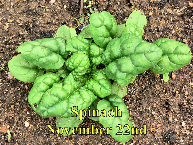 Spinach_112214.jpg
