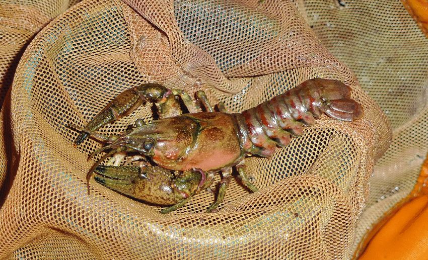 Spinycreek Crawfish.jpg