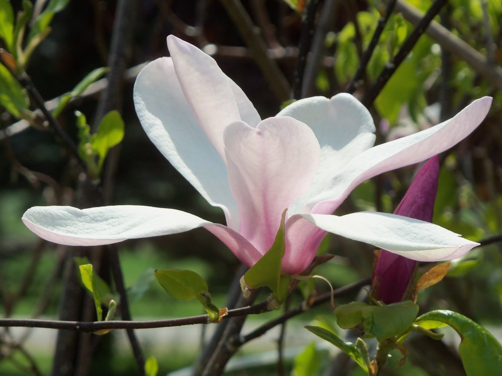 spring 2013B 002.JPG