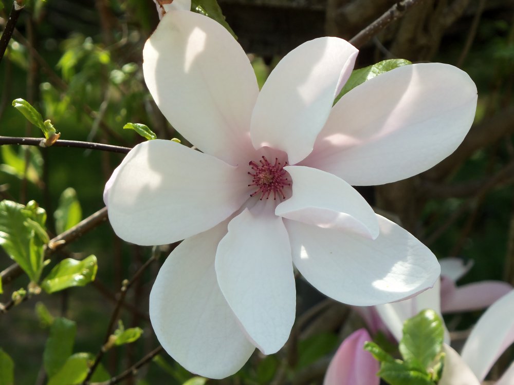 spring 2013B 003.JPG