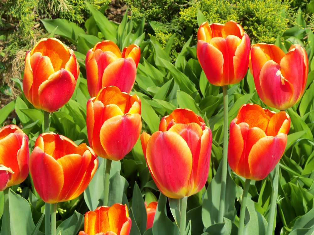 spring 2013B 006.JPG