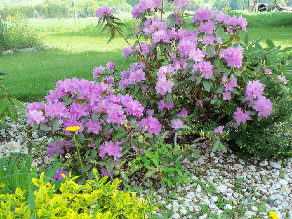 spring 2013B 007.JPG