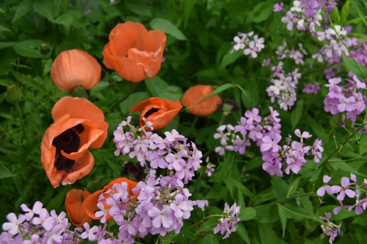 spring blooms.jpg