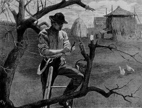 Spring_Farm_Work_--_Grafting_large.jpg