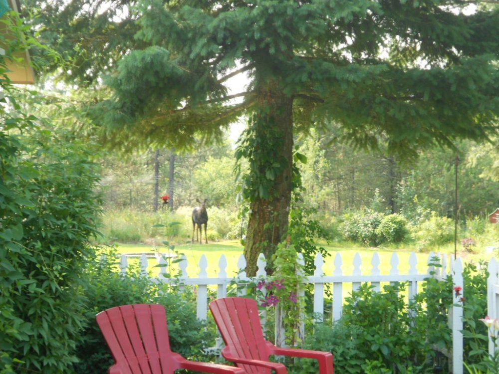 sprinkler moose july 2014 005.JPG
