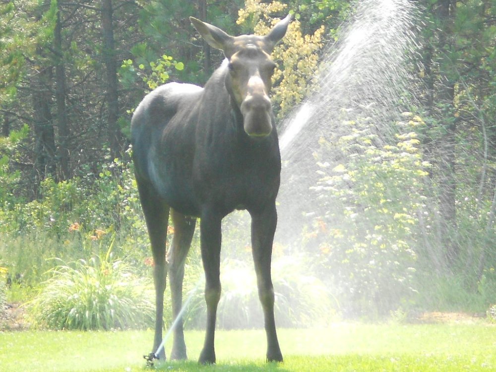 sprinkler moose july 2014 023.JPG