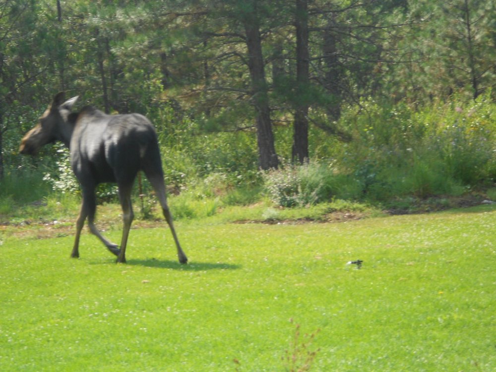 sprinkler moose july 2014 031.JPG