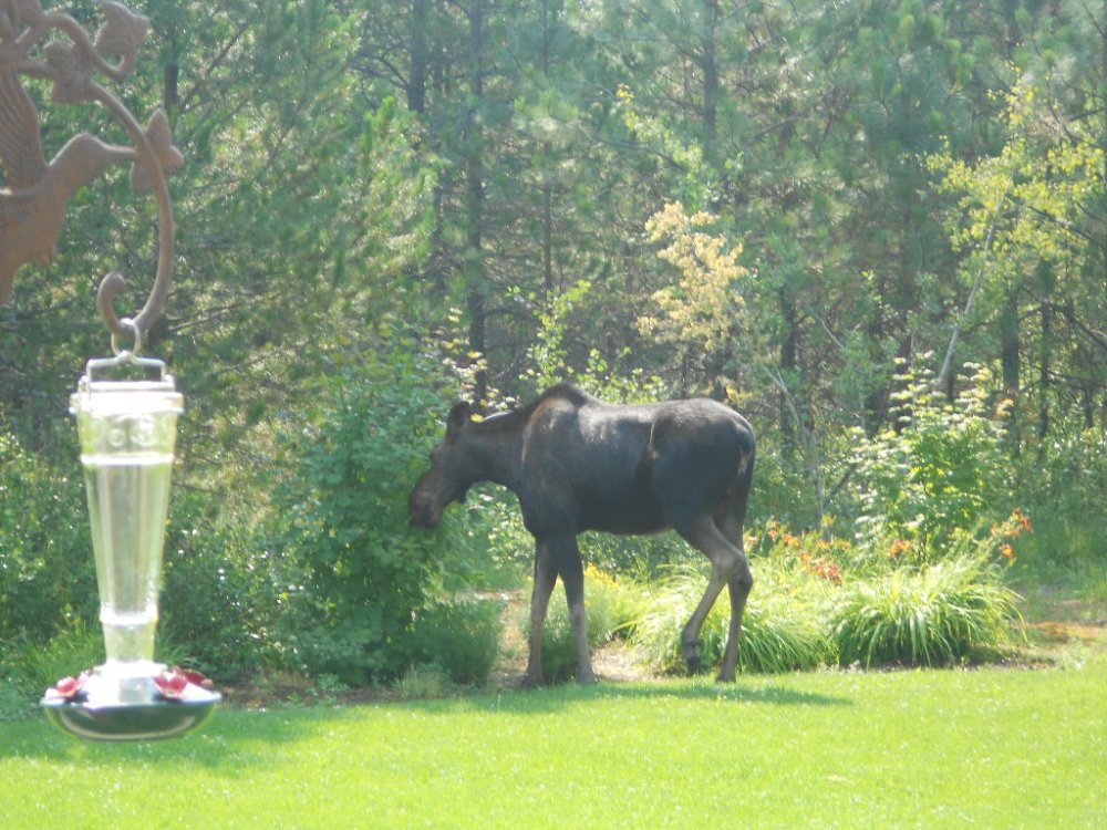 sprinkler moose july 2014 032.JPG