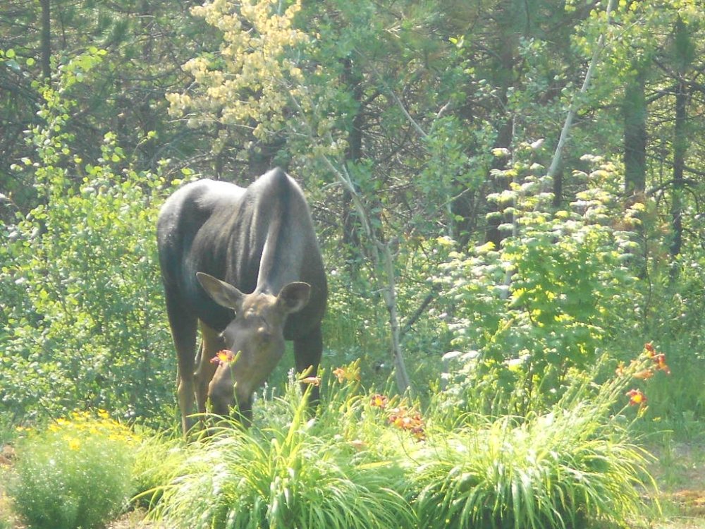 sprinkler moose july 2014 035.JPG